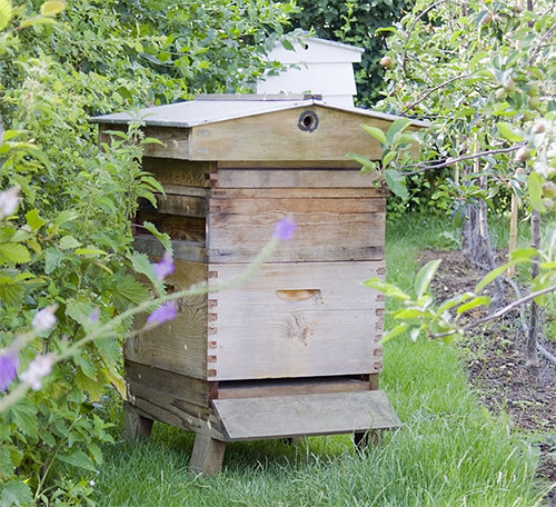 Sponsor a bee hive