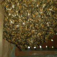 Liverpool Cathedral: Bee hive removal from a tree