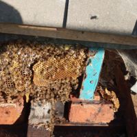 Liverpool Cathedral: Bee hive removal from a tree